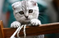 娱乐吃瓜君和折耳猫后续